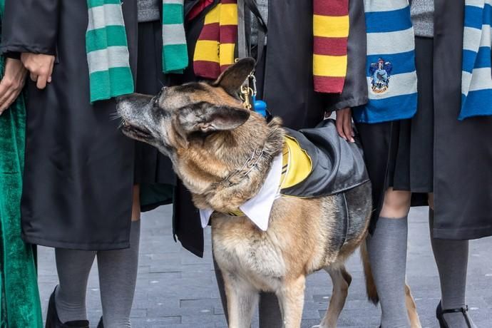 Carnaval 2019 | Carnaval de Día de Vegueta