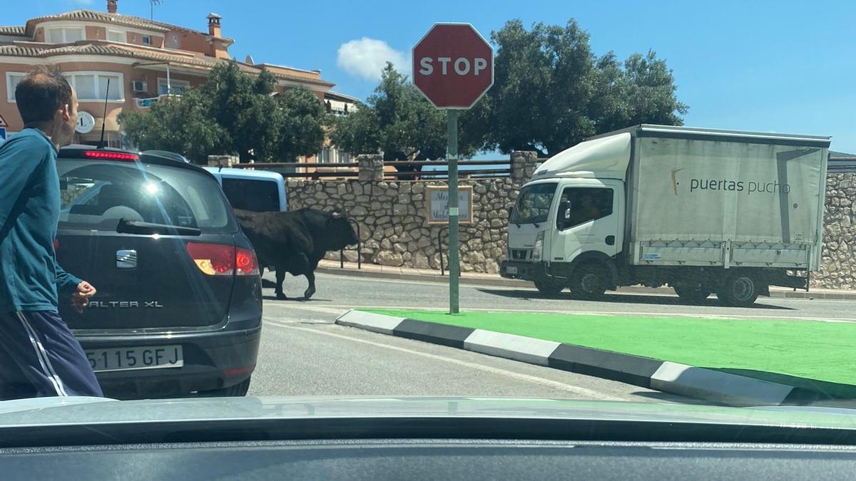 El toro sale del núcleo urbano de Teulada y enfila hacia Moraira