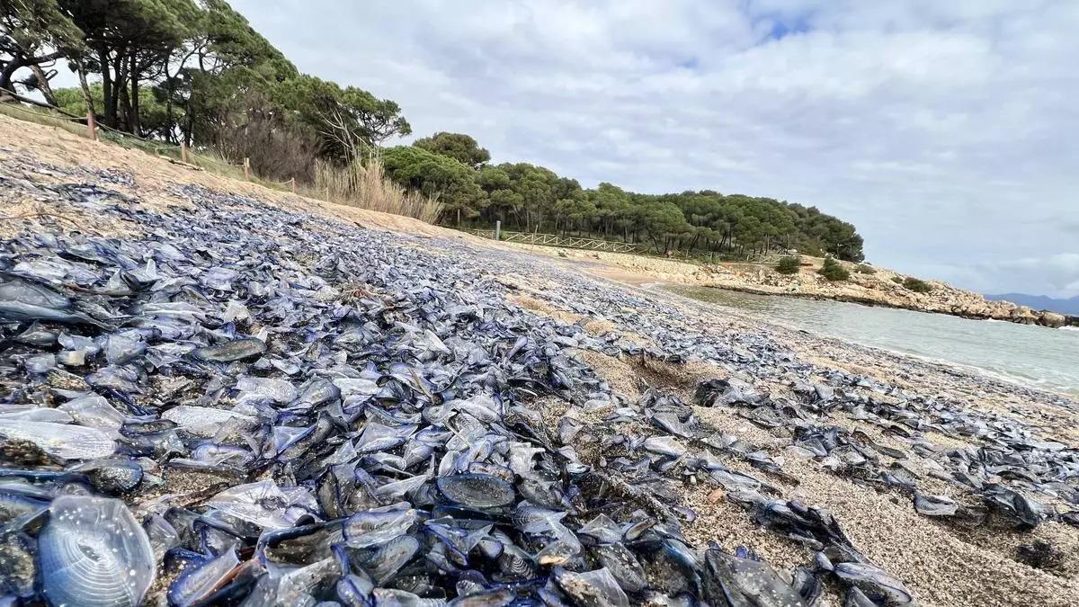 Ejemplares en laplaya de Sant Pere Pescador.