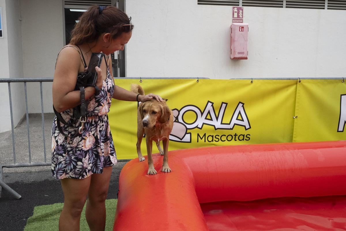 Animundo abre sus puertas en busca de adopciones para toda la vida Animundo abre sus puertas en busca de adopciones para toda la vida