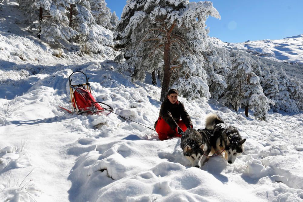 Manuel Calvo se prepara para participar en  el Campeonato de España de carreras de trineo con perros