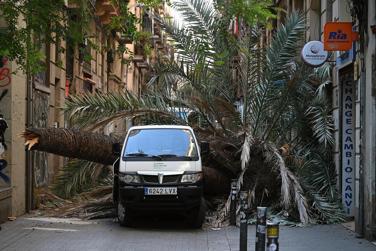 Muere una mujer al caerle encima una palmera en el Raval de Barcelona