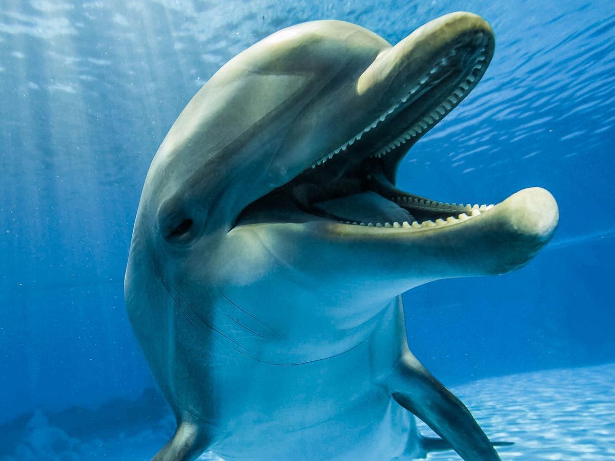 Hasta ahora, se ignoraba hasta qué punto podían captar campos eléctricos los delfines