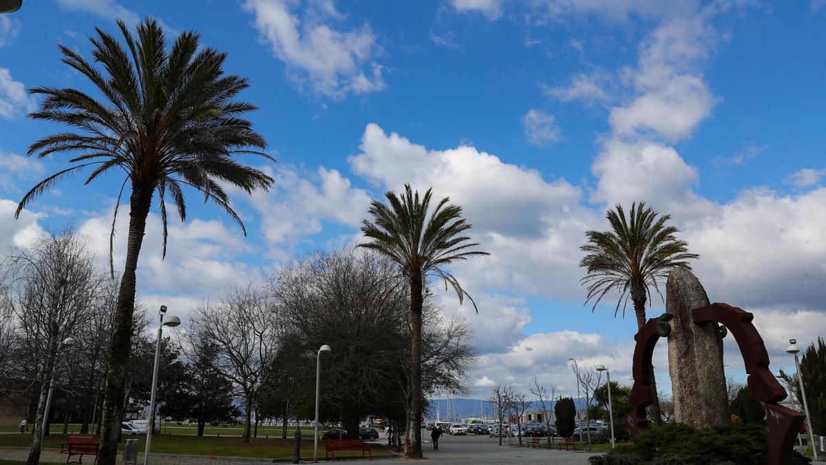 Palmeras del parque Miguel Hernández.