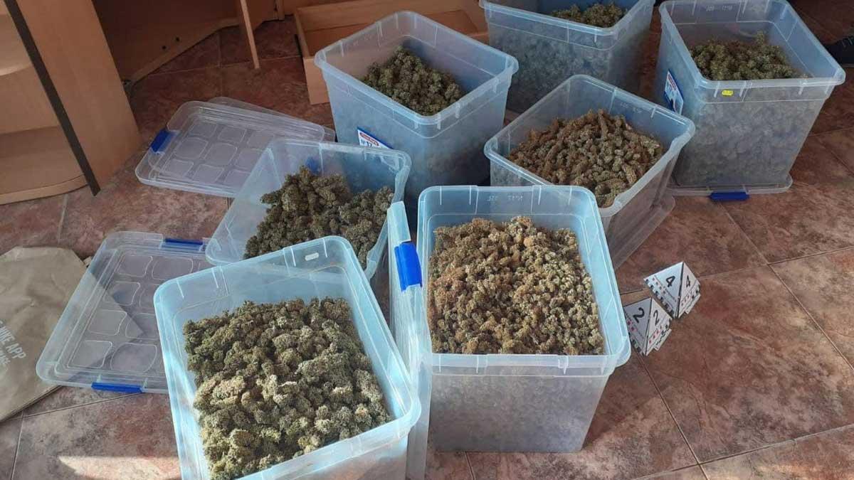 Desmanteladas dos plantaciones de marihuana en dos casas de Mataró