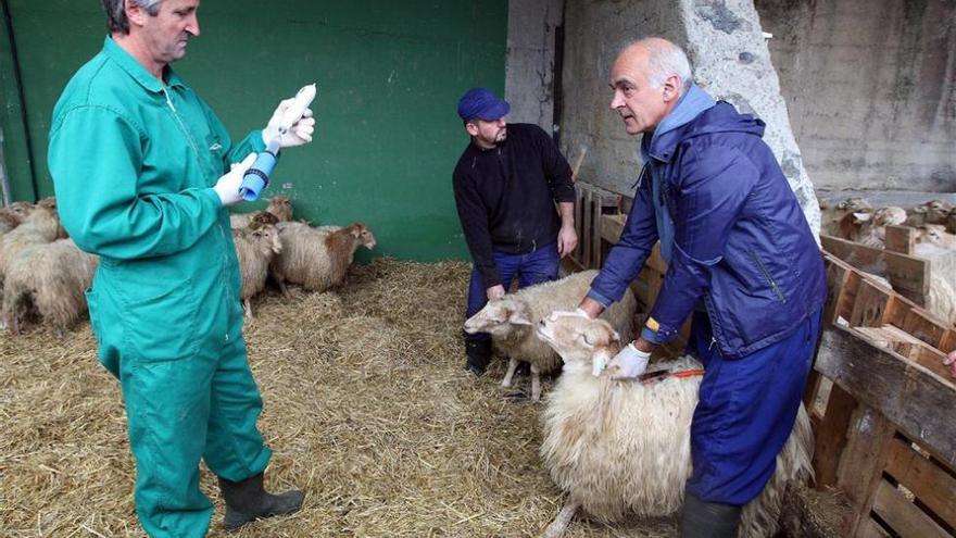 La Junta inicia la distribución de vacunas contra la &#039;lengua azul&#039;