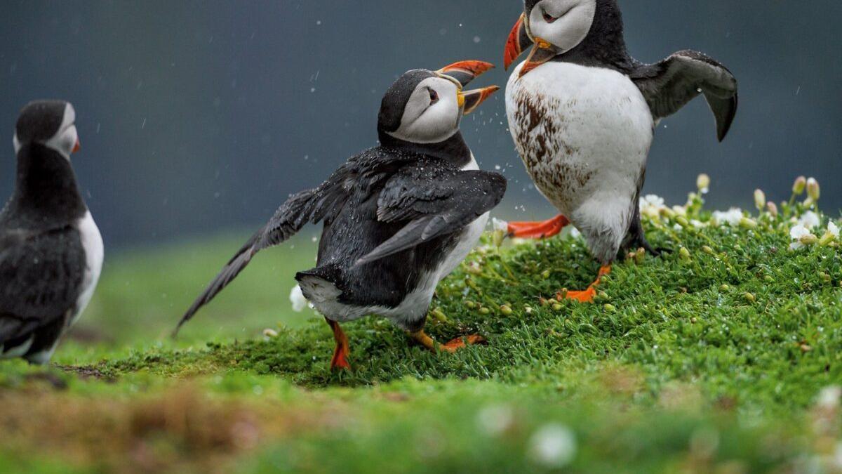Nace la mayor área marina protegida del Atlántico para preservar las aves