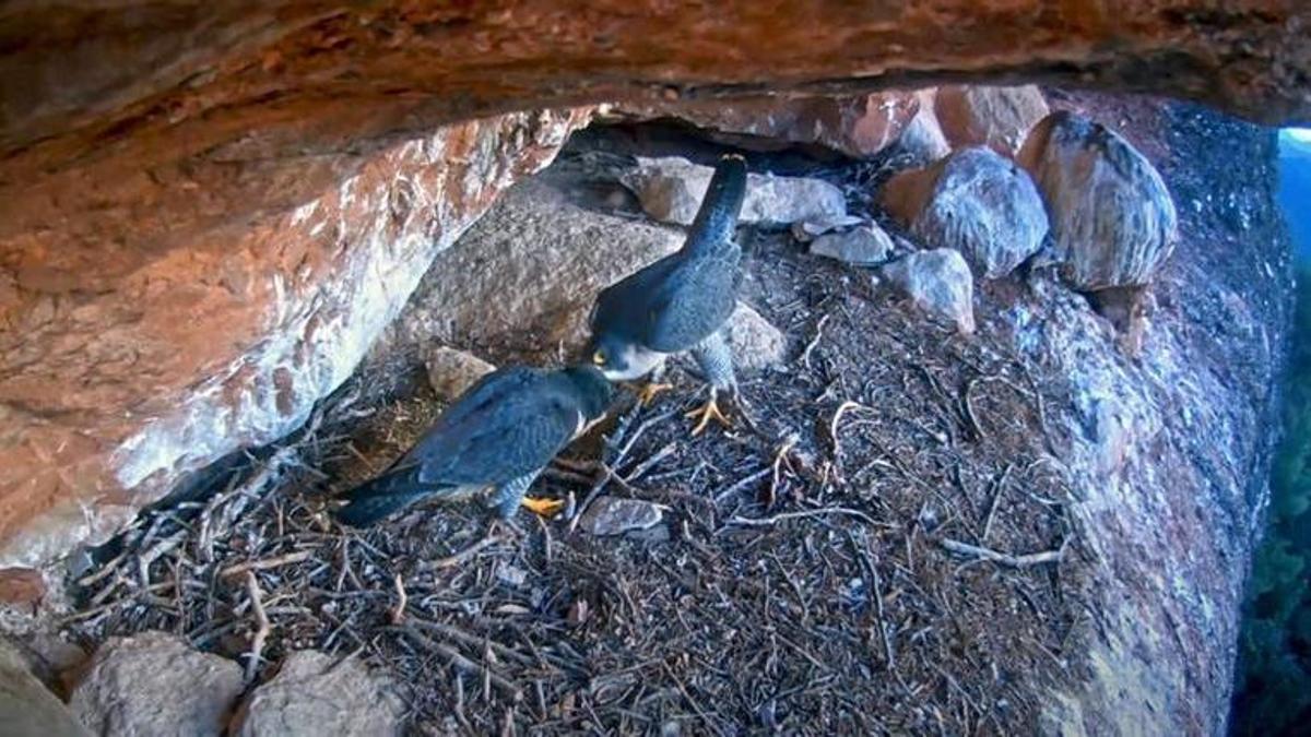 La parella de falcons que es van observar l’any 2023 a través d’una webcam
