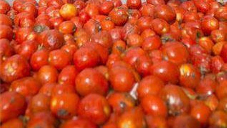 La Llosa suministra más de 145.000 kilos de tomates para lanzarlos en buñol