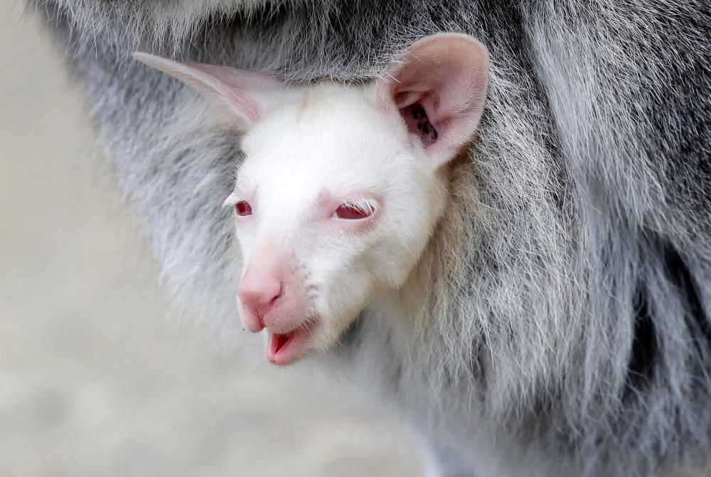 A newly born albino red-necked wallaby joey is ...