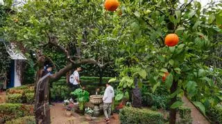 En Córdoba no solo hay un patio de los Naranjos: ¿conoces el que está fuera de la Mezquita-Catedral?