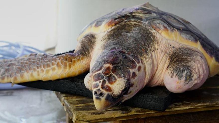 La tortuga &#039;Donosti&#039; vuelve al mar tras recuperarse de sus heridas