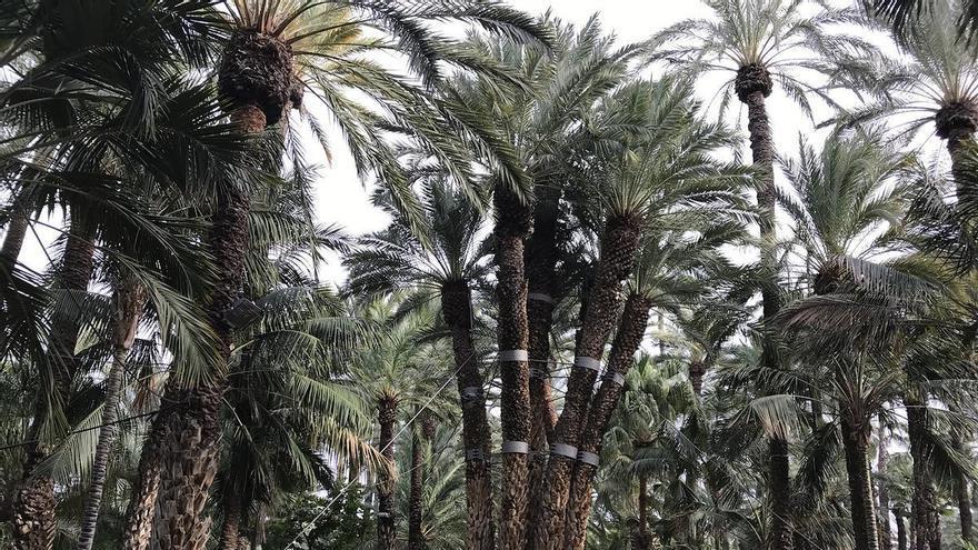 ura de Elche convoca un certamen de pintura rápida para fomentar la sostenibilidad en jardines históricos