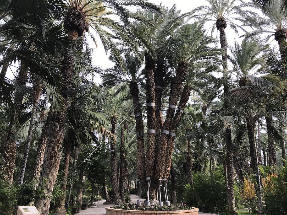 La palmera Imperial es el foco de atención del Jardín del Huerto del Cura de Elche