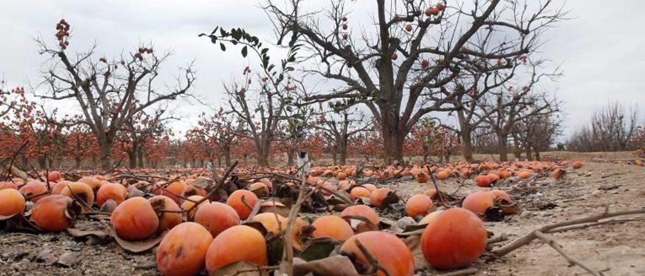 Un campo de caquis que se ha visto afectado por las bajas temperaturas de la primera semana de diciembre.