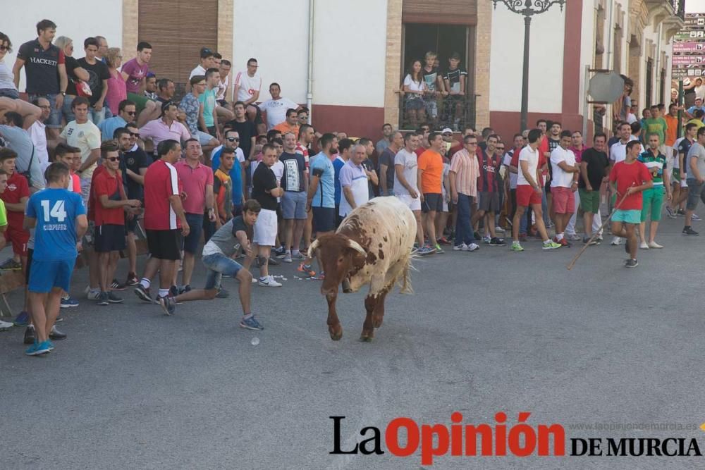 Última suelta de vacas en Moratalla