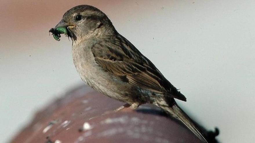 Els pardals s'alimenten de llavors, insectes i mosquits.