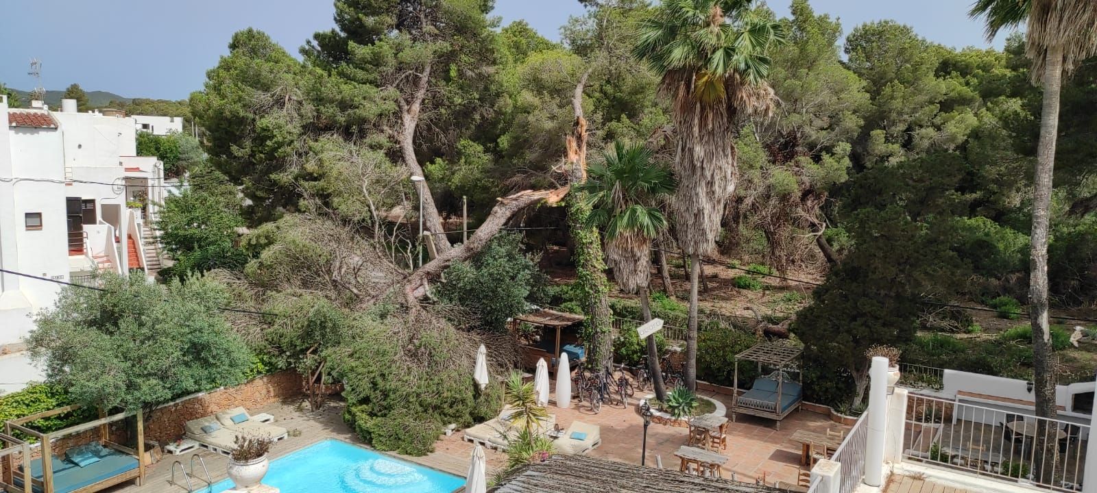 Un pino de grandes dimensiones cae sobre la piscina de un hotel de Ibiza
