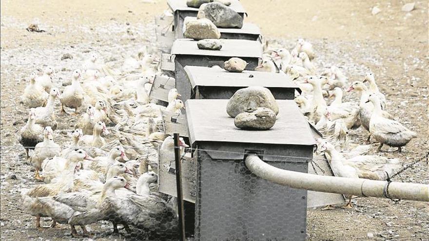 Sacrifican 17.000 patos en cataluña por la gripe aviar