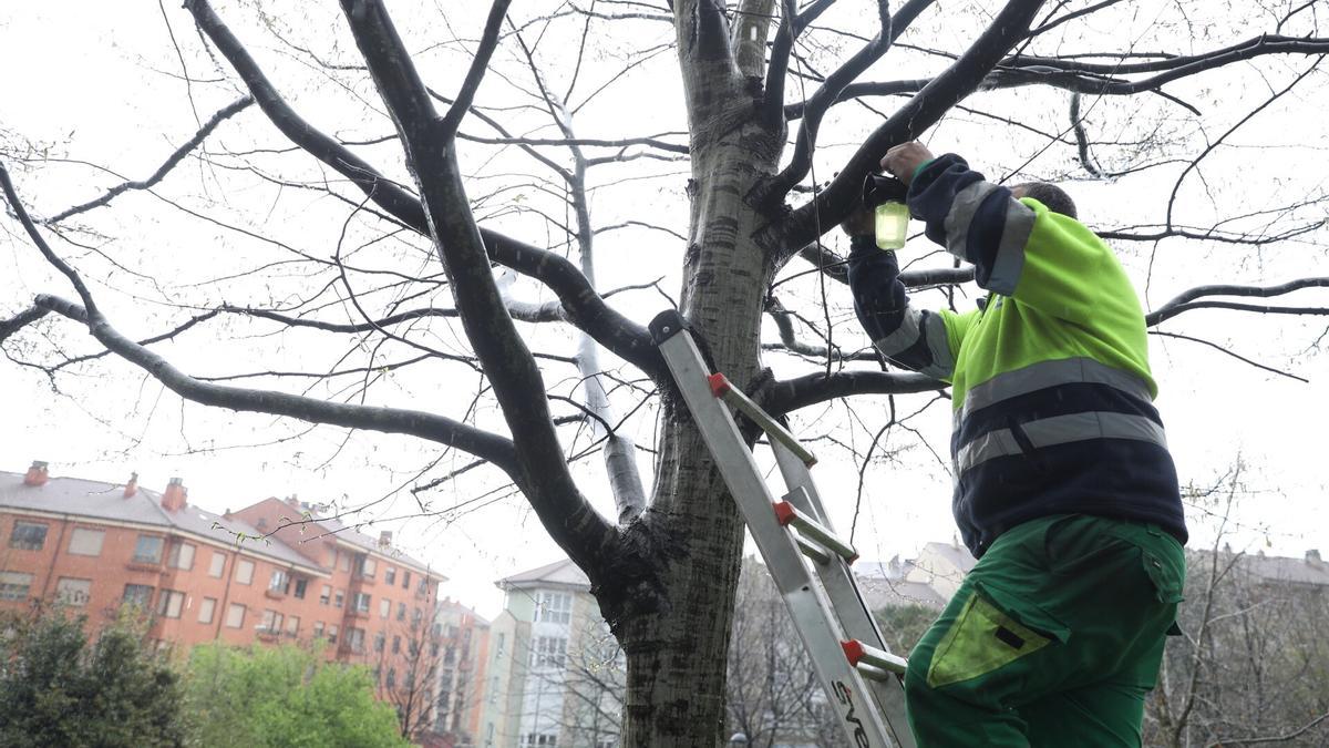 Trampeo en un parque asturiano contra la velutina.