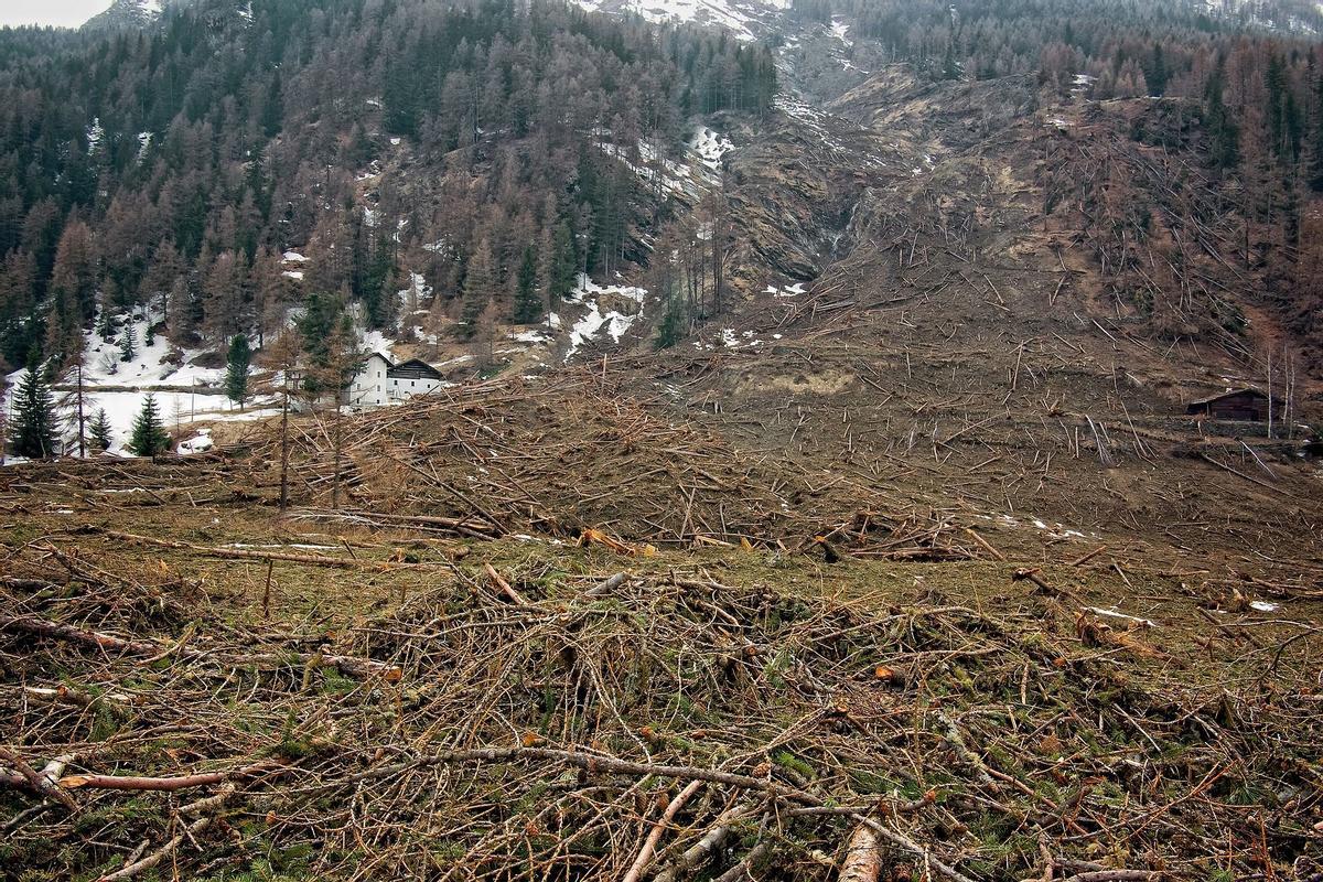 La deforestación está causando graves daños a la biodiversidad.