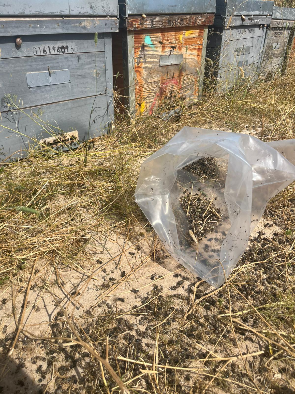 Estado de las abejas en la finca de Alhama de Murcia del apicultor Álvaro Pérez