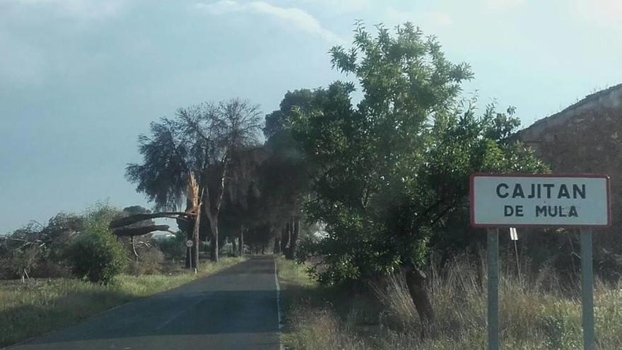 Los árboles que se han caído en el paraje del Cagitán.