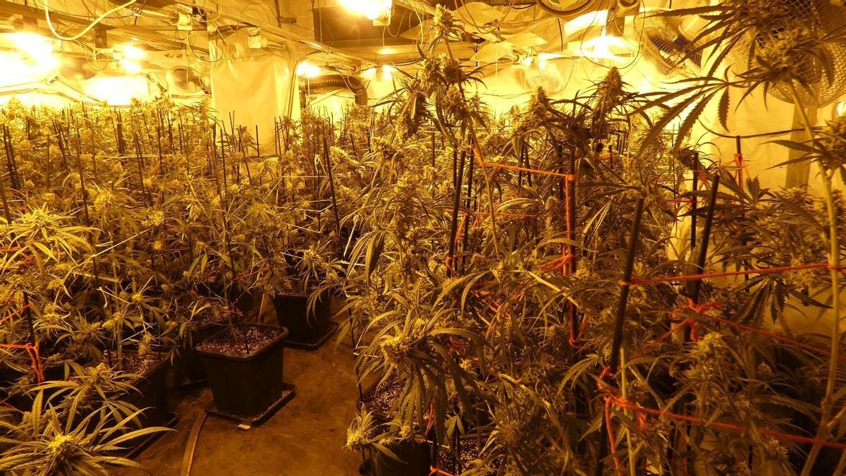 Els Mossos desmantellen un cultiu de més de 200 plantes de marihuana a Bovera (Lleida) i en detenen el responsable