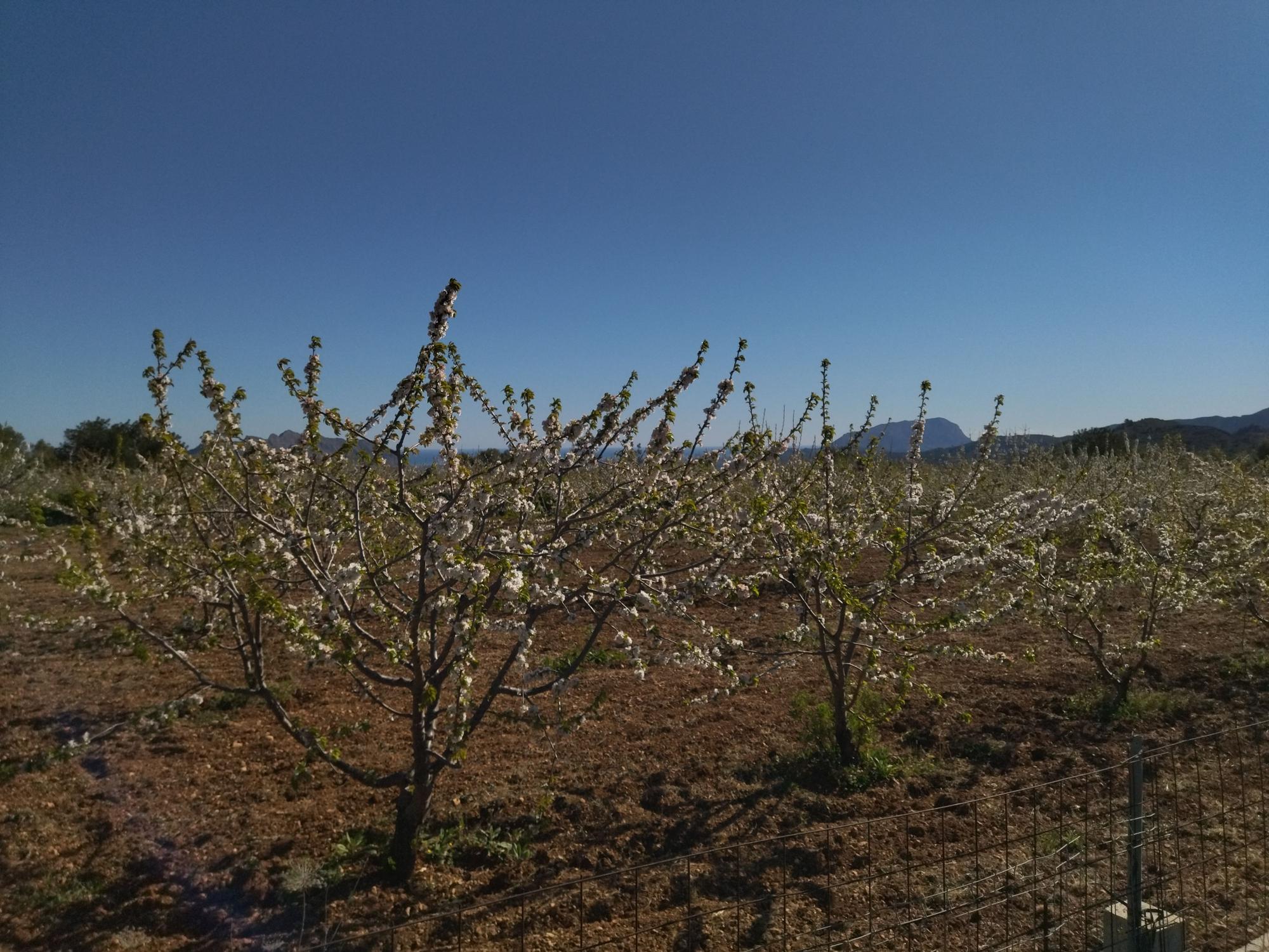 El "Hanami" valenciano: ya florecen los cerezos en la Vall de Laguar