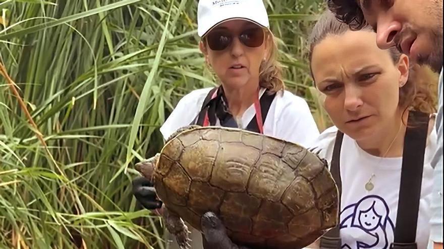 El río Algar libra su propia batalla para salvar a la tortuga autóctona frente a las especies invasoras