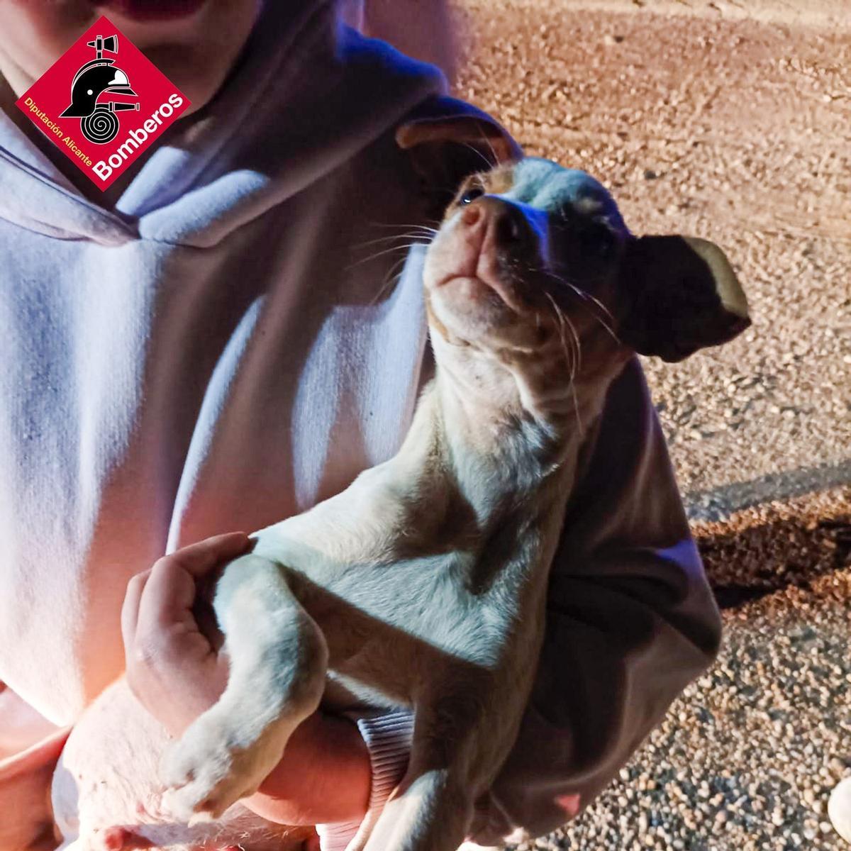 Uno de los tres cachorros rescatados por los bomberos