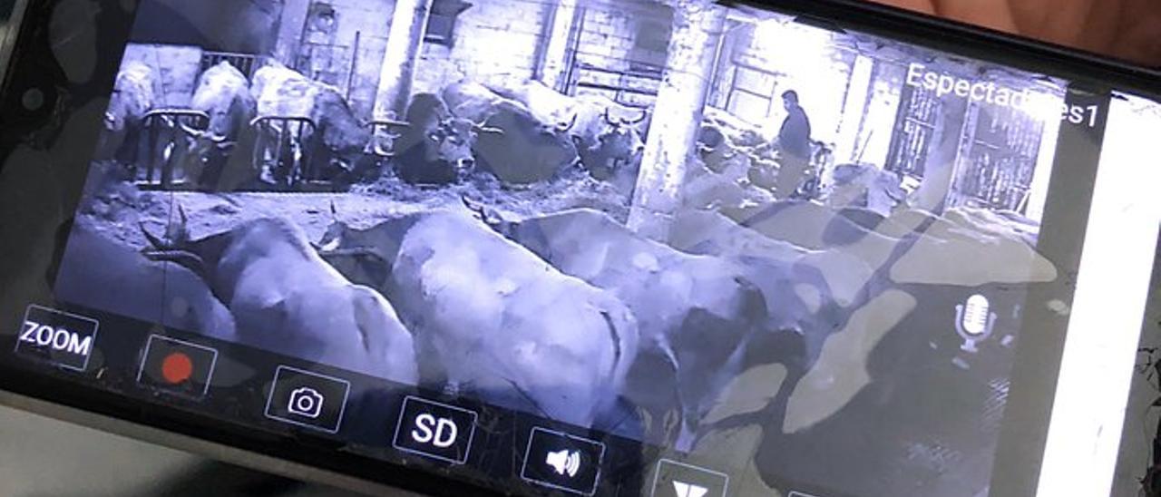 Las vacas a través de la webcam