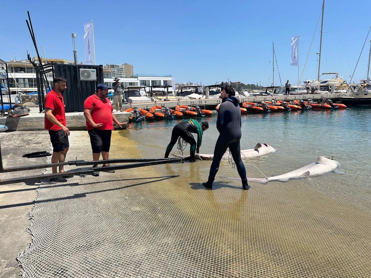Encuentran dos tiburones muertos frente a la costa de Cala Nova, en la bahía de Palma