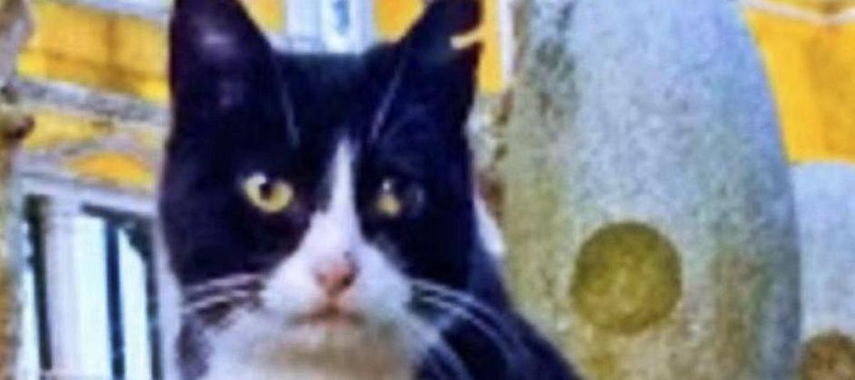 Los animales más queridos son los que nadie quiere