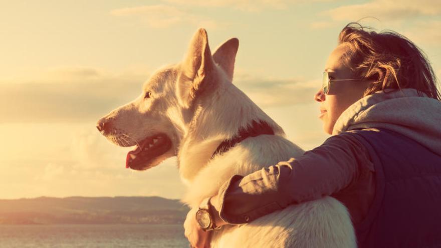 Más de 276.000 firmas para que mujeres maltratadas tengan un perro de defensa