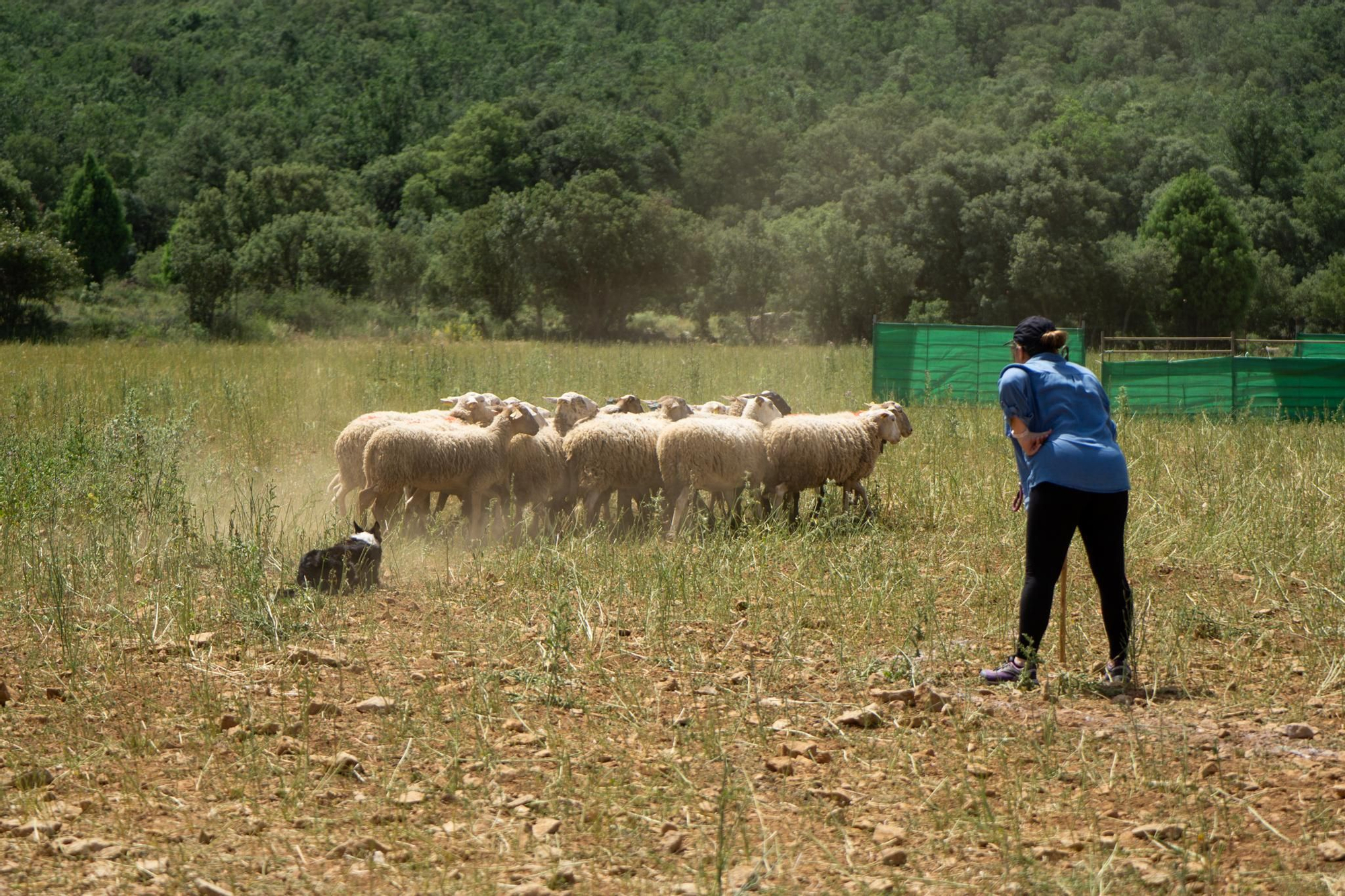 FOTOGALERÍA: Las imágenes del concurso de perros pastores de Ares del Maestrat
