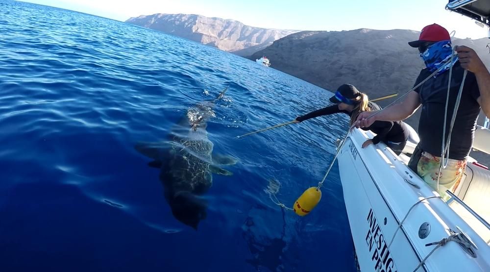 Gádor Muntaner, viviendo entre tiburones