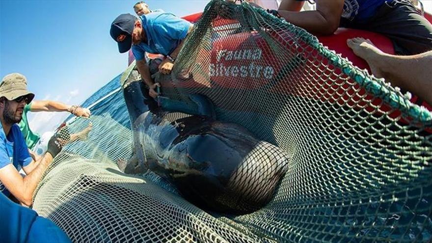 Crecen las muertes de cetáceos tras ser arrollados por los barcos