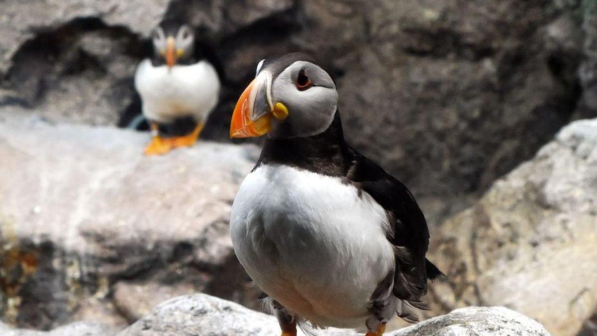 Un frailecillo en Loro Parque.