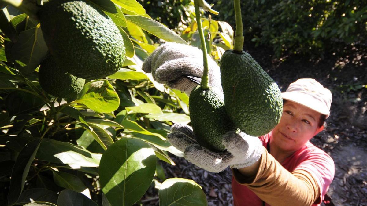 El cambio climático ha obligado a tomar medidas excepcionales y a replantear el futuro del cultivo de subtropicales en la provincia de Málaga