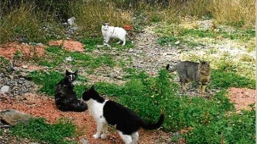 Un grup de gats al carrer Clementina Arderiu de Cadaqués ahir a la tarda.