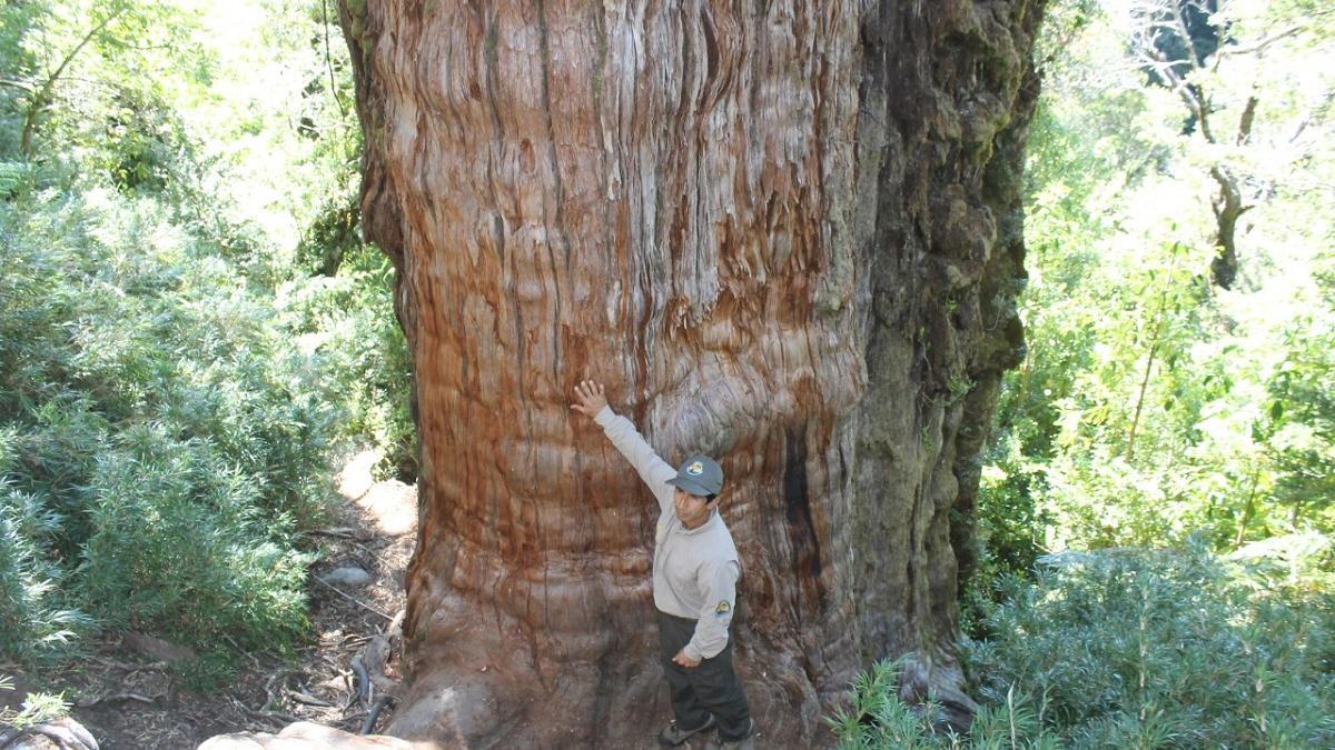 Tronco del árbol más antiguo del mundo
