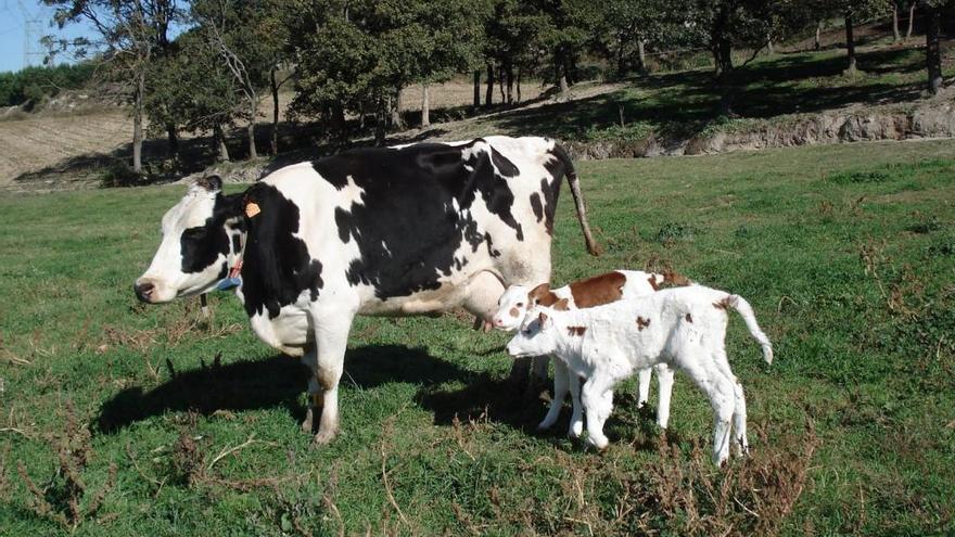 2x1 per visitar la granja Cal Rei a Santa Eugènia de Berga