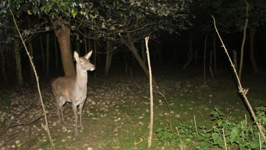 Animales desorientados en el Parque de la Vida de Valdés