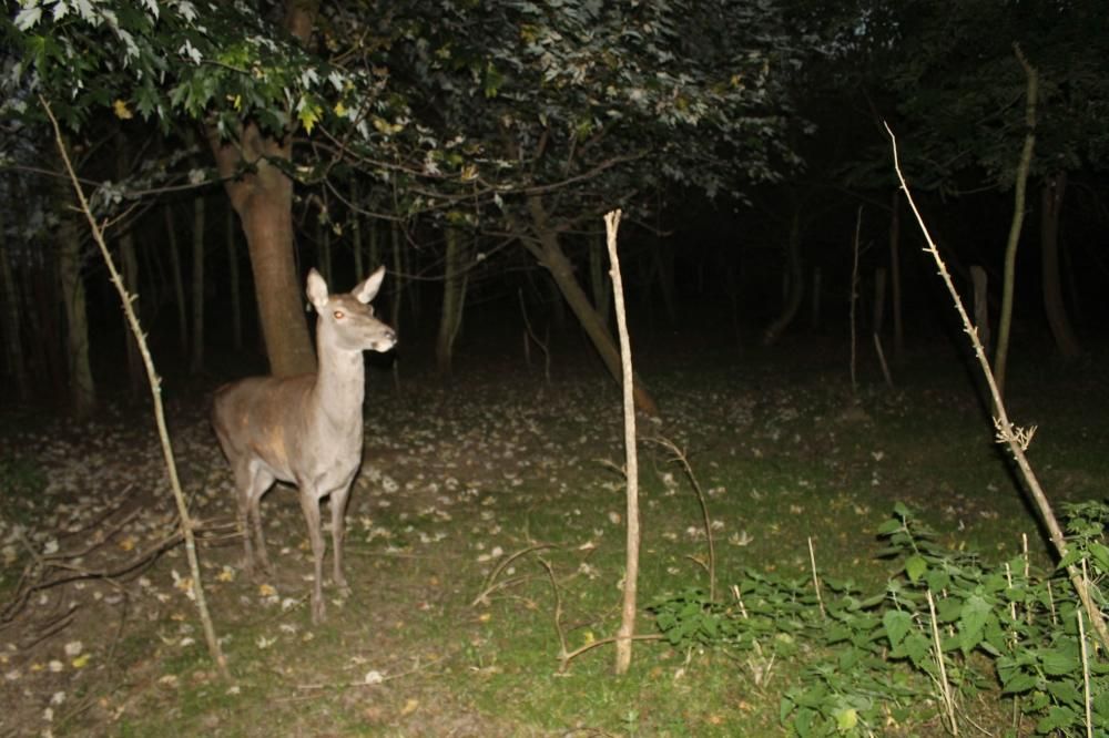 Animales desorientados en el Parque de la Vida de Valdés