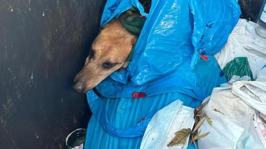 Maltrato animal en Canarias: lanza a su perro al fondo de un contenedor de basura porque estaba herido