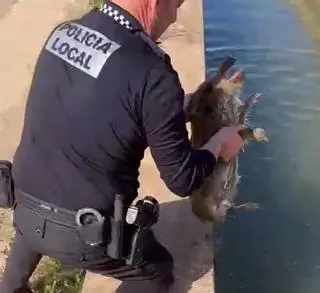 Un agente de Albal rescata a tres crías de jabalí de una acequia