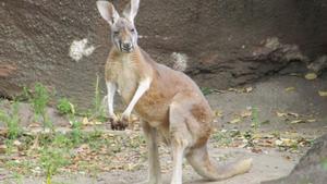 kangaroo-at-the-zoo