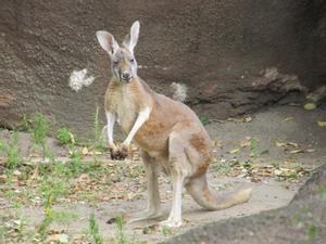 kangaroo-at-the-zoo