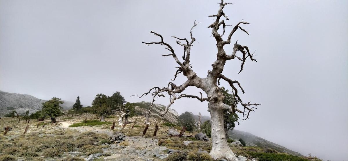 Quejigos y pinsapos en el parque nacional de la Sierra de las Nieves.